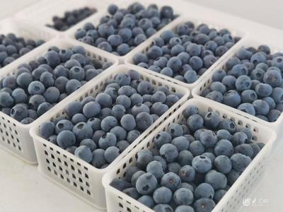 青島農(nóng)品調(diào)研記|④寶山藍莓之"新"見
