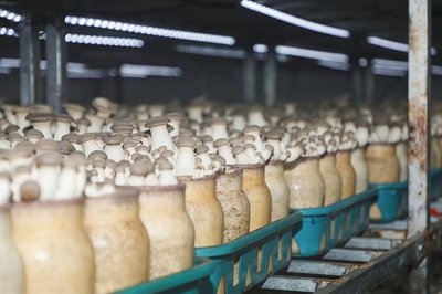 學(xué)有所獲、學(xué)有所用!"鄉(xiāng)村振興&middot;網(wǎng)信助農(nóng)"助力網(wǎng)信新農(nóng)人活動(dòng)第一期&middot;西海岸新區(qū)專場圓滿收官