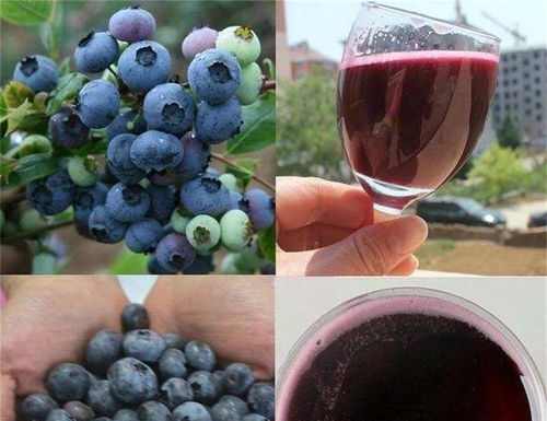 真全糧水果酒 青島藍(lán)莓酒的釀造方法